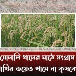 কালবৈশাখির চোখরাঙানি উপেক্ষা করে বাংলার মাঠজুড়ে সোনালি ধান কাটার উৎসব