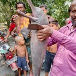 শৈলকুপায় গড়াই নদীতে জেলের জালে ধরা পড়লো বিলুপ্তপ্রায় শুশুক